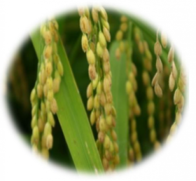 Jeju Dry-field Rice Extract - Chiết xuất gạo Jeju