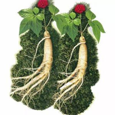 Korean Floral Ginseng Extract
